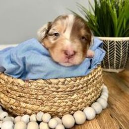 Australian Shepherd Puppies from Nina Huggin's Australian Shepherds