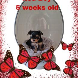 Boy 2 - Black & tan tri-color male Morkie puppy in Inverness, Florida from Morkies and More