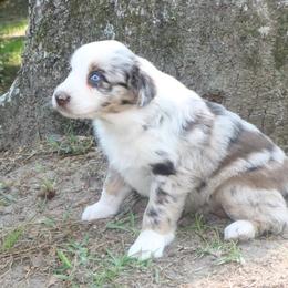 Cinder - Red merle female Australian Shepherd puppy in Macon, Georgia from Shaina’s Shepherds