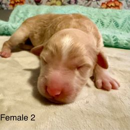 Clarabell - Brown and white female Aussiedoodle puppy in Tulsa, Oklahoma from Vali Girl Aussiedoodles