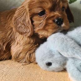 Tattie - Ruby male Cavalier King Charles Spaniel puppy in Winthrop, New York from McMahon's Cavalier King Charles Spaniels