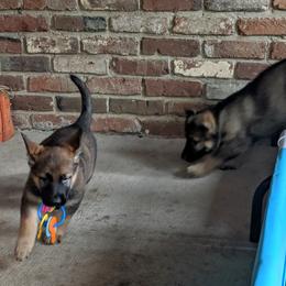 German Shepherd Puppies from Cintron K9
