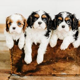 Cavalier King Charles Spaniel Puppies from Postma’s Puppies