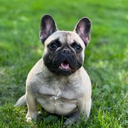 Honey Dew - Fawn female French Bulldog puppy in Lansing, Michigan from Monaco Frenchies