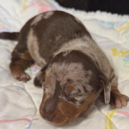 Lucy - Dapple female Dachshund puppy in Birchtree, Missouri from Cruzan Dachshunds
