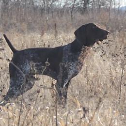 German Shorthaired Pointers from Pro Shot Gundogs