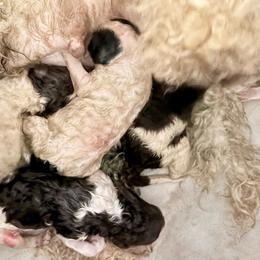 Cedar - Parti male Poodle puppy in Meadowbrook, California from Standard Poodle Pups