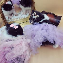 Tamera - Tri-colored female Pomeranian puppy in Milwaukee, Wisconsin from Dolcebellezza’s Poms