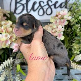 Annie - Blue female Pyredoodle puppy in Bowling Green, Ohio from FDF Pyredoodles & Bernedoodles