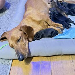 Chita - Dachshund