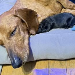 Chita - Dachshund