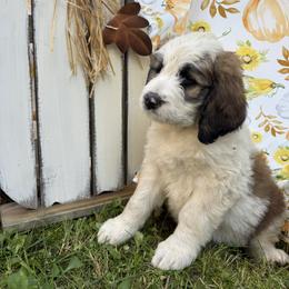 Squall - Brown and white female Saint Berdoodle puppy in Traverse City, Michigan from Bare Paws Saint Berdoodles