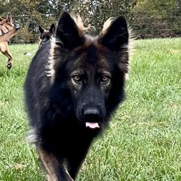Selah - German Shepherd