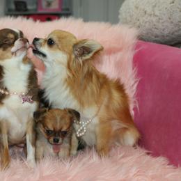 Chihuahua Puppies from My Fuzzy Chihuahuas