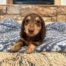 Buster - Chocolate and tan male Dachshund puppy in Stilwell, Oklahoma from B & K Dachshunds