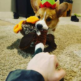 American Corgi, Cardigan Welsh Corgi, and Pembroke Welsh Corgi Puppies from Enok Corgis