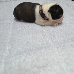 Boston Terrier Puppies from Washburns bostons