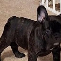 French Bulldogs from Cobble Creek French Bulldogs
