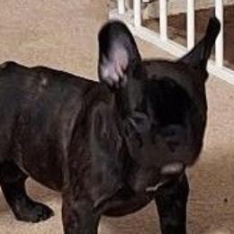 French Bulldogs from Cobble Creek French Bulldogs
