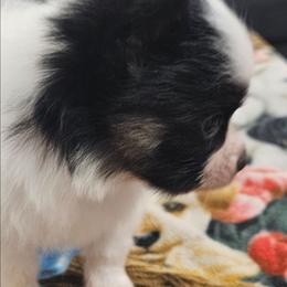 Pup - White black and tan male Papillon puppy in Lineville, Alabama from TimberLane Papillon's