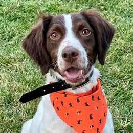 Tucker - White and liver male Brittany puppy in Boise, Idaho from Alar Brittanys