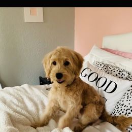 Peaches - Goldendoodle