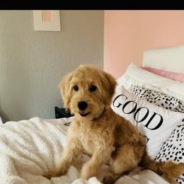 Peaches - Goldendoodle