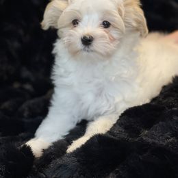 River - Piebald male Morkie puppy in Bennettsville, South Carolina from Cottonwood Maltese