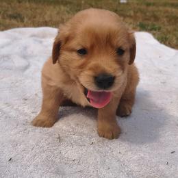 Rainier - Red collar (1st pick male) - Dark golden male Golden Retriever puppy in Tenino, Washington from Oak River Goldens'