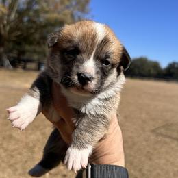 Red and white boy 2 - Red male Pembroke Welsh Corgi puppy in Ocala, Florida from Rivermont Farm