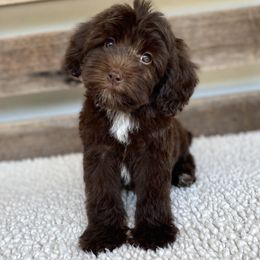 Antares - Chocolate male Australian Labradoodle puppy in Sarasota, Florida from GWagz