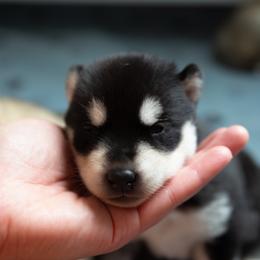 Shade - Black and white female Siberian Husky puppy in Greenville, North Carolina from Ivie Huskies