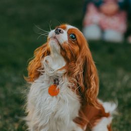 Frankie - Cavalier King Charles Spaniel