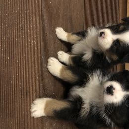 Miniature American Shepherds, Miniature Australian Shepherds, Pomeranians, Poodles, and Toy Australian Shepherds from Lil Aussie Posse