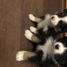 Miniature American Shepherds, Miniature Australian Shepherds, Pomeranians, Poodles, and Toy Australian Shepherds from Lil Aussie Posse