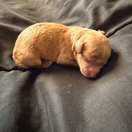 Maltipoo puppies from Magnolia Mini Doodles