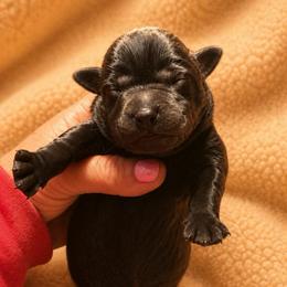 Cash - Black male Dilute Retriever puppy in Baldwin City, Kansas from Hedge Lane Labradors