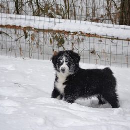 Australian Shepherd and Collie Puppies from Nicara kennel