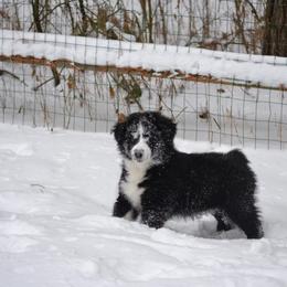 Australian Shepherd and Collie Puppies from Nicara kennel
