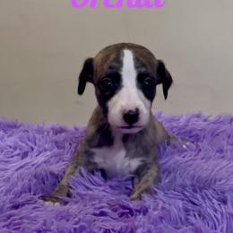 Girl 4 - Fawn brindle female Whippet puppy in Brooksville, Florida from Phasion Whippets Kimberly & Paul Norton Sr.