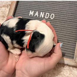 Mando - Black and white male Bernedoodle puppy in Travelers Rest, South Carolina from Bernedoodle.do