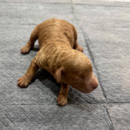 Winston - Red  male Poodle puppy in Florence County, South Carolina from Modern Family Standards
