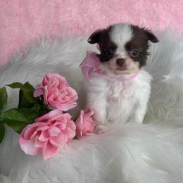 Kai - Chocolate and white female Chihuahua puppy in Gloucester, Virginia from Charlotte's Web of Chihuahuas