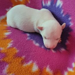 Rat Terrier puppies from Dal Cais Rat Terriers