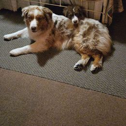 Hank - Australian Shepherd