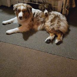 Hank - Australian Shepherd
