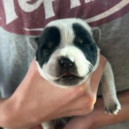 Boy 1 - Blue male Australian Cattle Dog puppy in Irvington, Kentucky from Dry Valley’s Australian Cattle Dogs