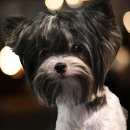 Nala - Yorkshire Terrier