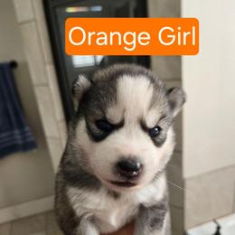 Girl 2 ORANGE - Gray and white female Siberian Husky puppy in Canton, Georgia from Mayhemhuskies