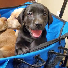 Labrador Retrievers from Wayalife Labradors